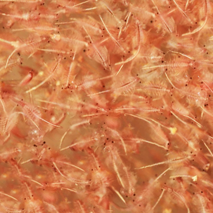 Brine Shrimp 100g Blister <span class='prod-code'>(Item No. 003A)</span>