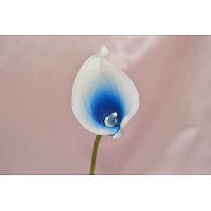 Blue & White Calla: 1 Flower