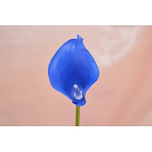 Blue Calla: 1 Flower