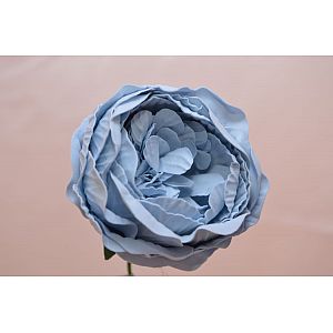 French Blue peony: 1 Flower
