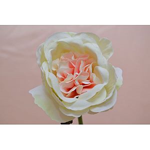 Ivory and Pink silk peony: 1 Flower