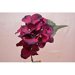 silk wine hydrangea: 1 Flower