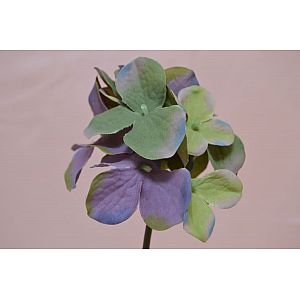 Silk purple/green hydrangea: 1 Flower