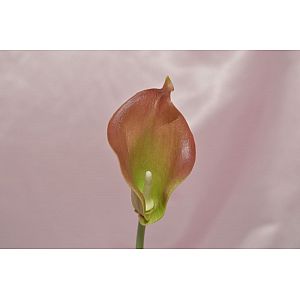 Green & Brown Calla: 1 Flower