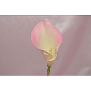 Ivory & Pink Calla: 1 Flower
