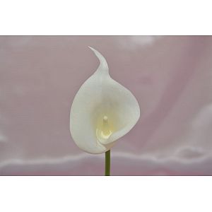 Ivory Calla: 1 Flower