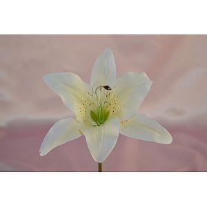 Ivory Tiger Lilly