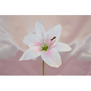 Pink & White Tiger Lilly: 1 Flower
