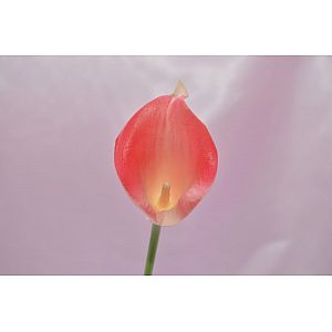 Pink Calla: 1 Flower