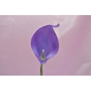 Purple Calla: 1 Flower